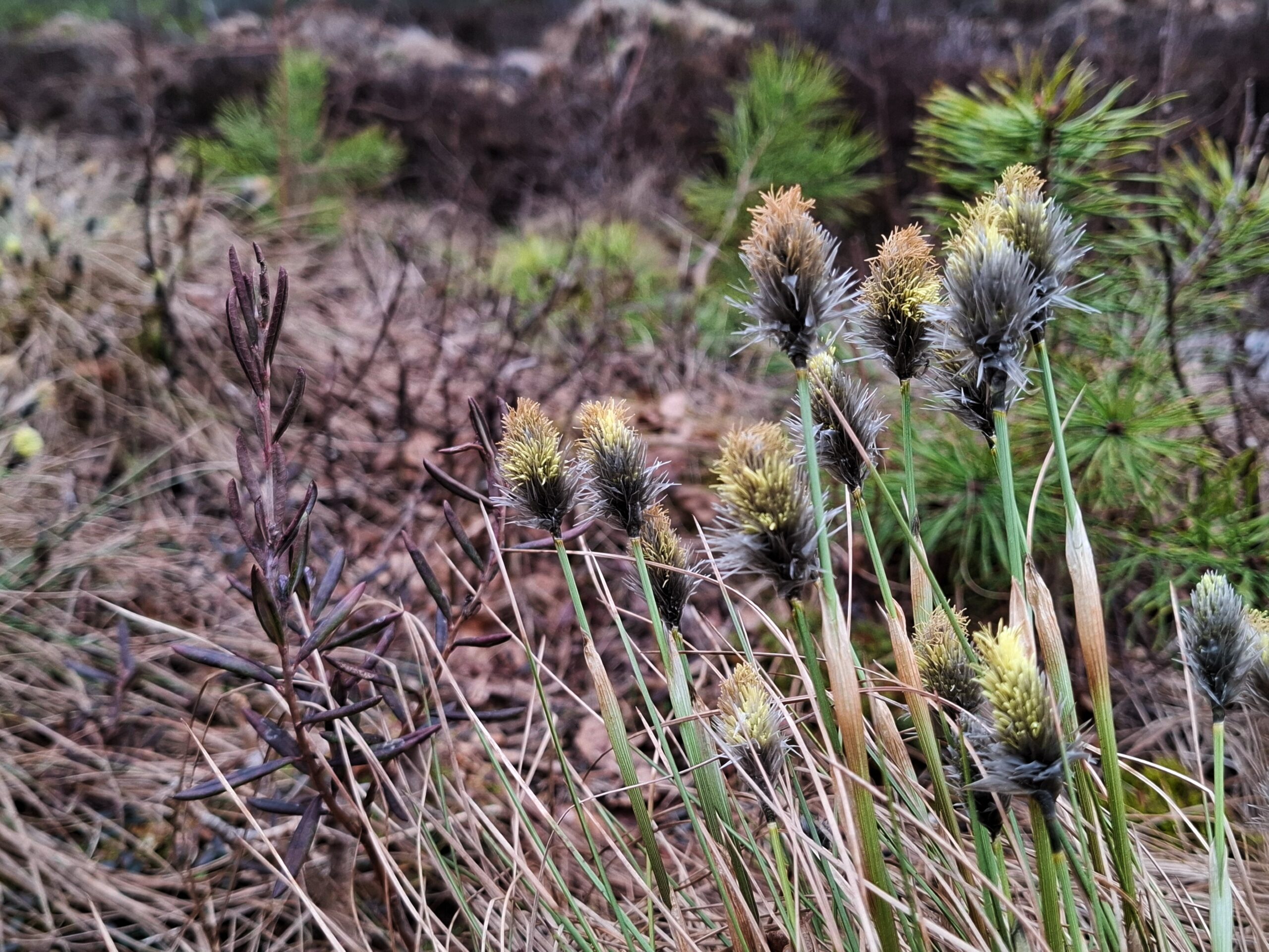 Urakointimahdollisuudet turvemaiden ennallistamisessa ja uusiutuvan energian hankkeissa Etelä-Pohjanmaalla